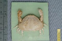 藏品(肝葉饅頭蟹)的圖片